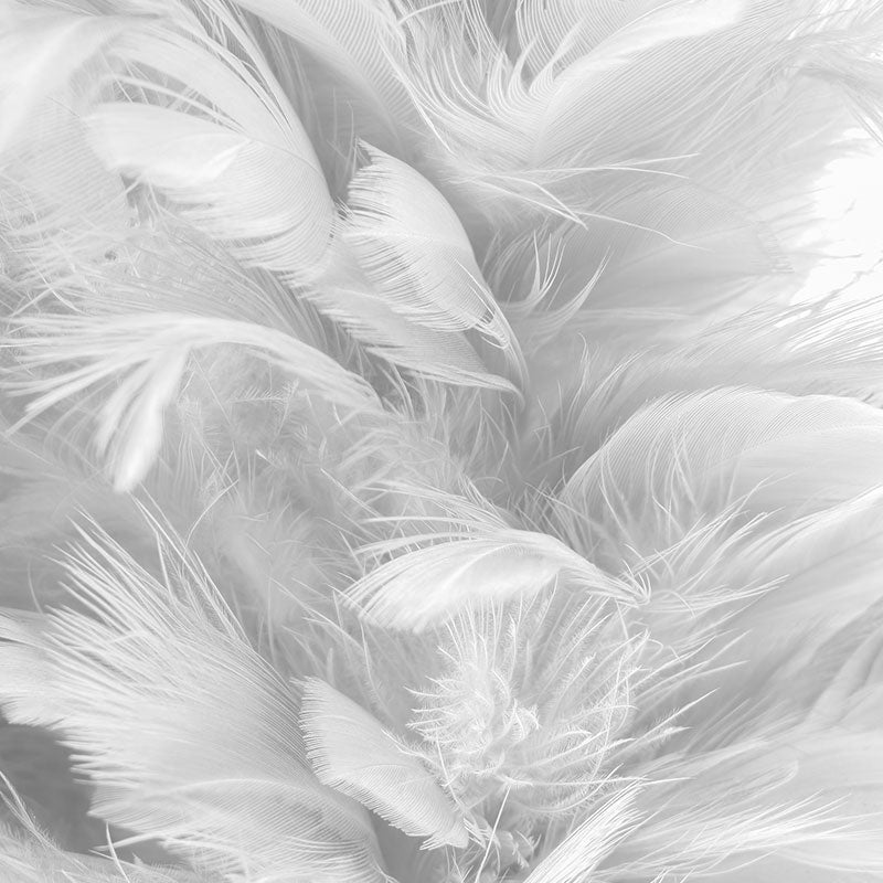 White Feathers Wallpaper